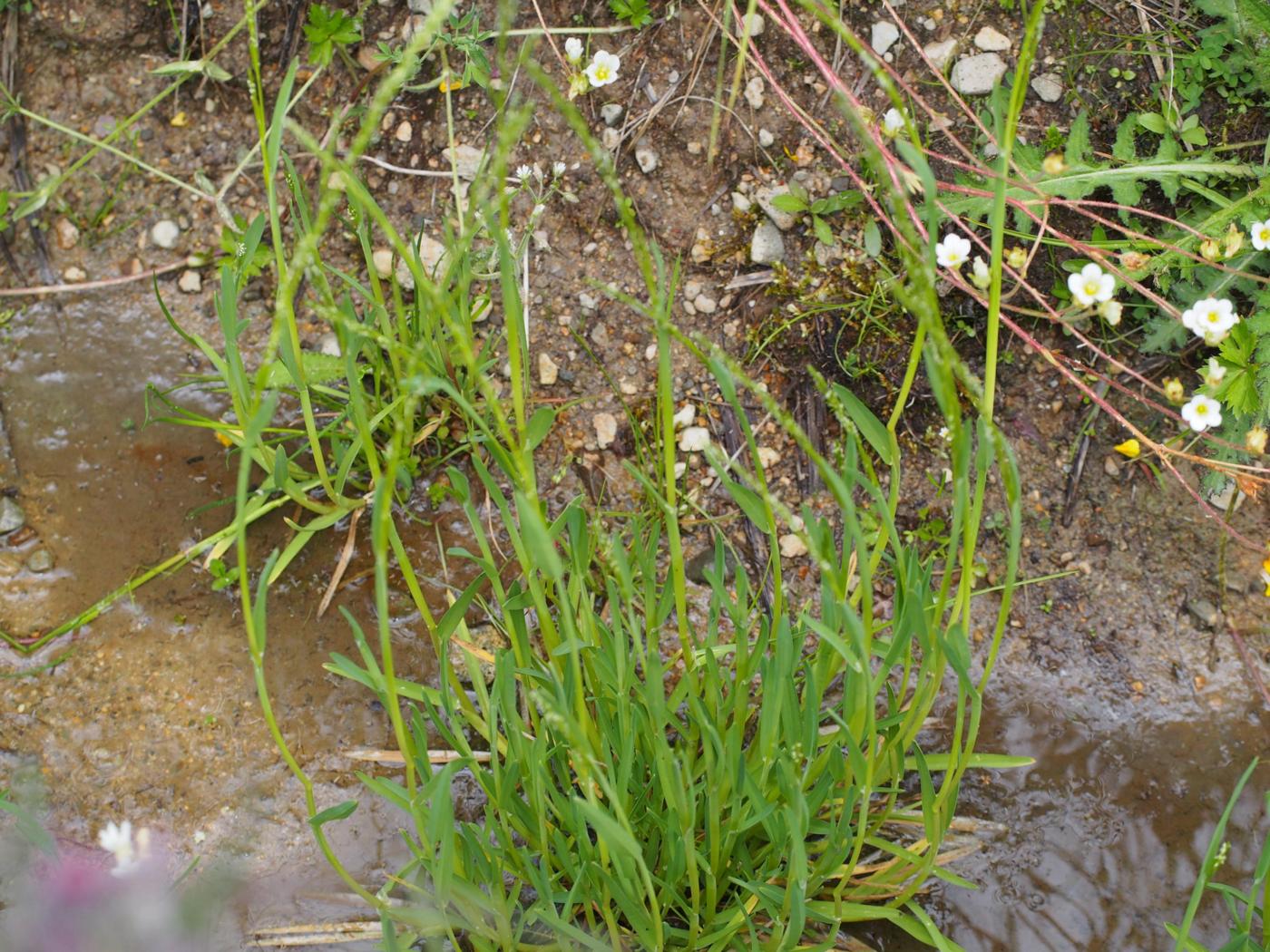 Meadow-grass, Broad-leaved plant